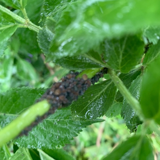 Aphid: Animal in habitat Garden in the NatureSpots App