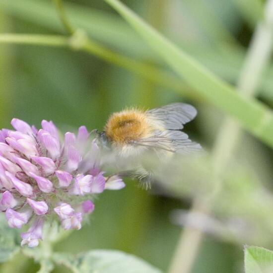 Bombus pascuorum: Animal in habitat Agricultural meadow in the NatureSpots App