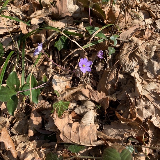 andere Art: Pflanze im Habitat Wald der gemäßigten Breiten in der NatureSpots App