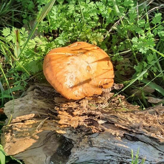 another species: Mushroom in nature in the NatureSpots App