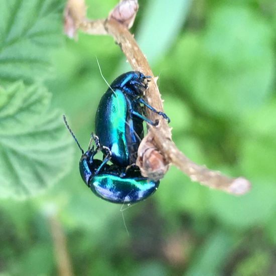 Himmelblauer Blattkäfer: Tier im Habitat Garten in der NatureSpots App