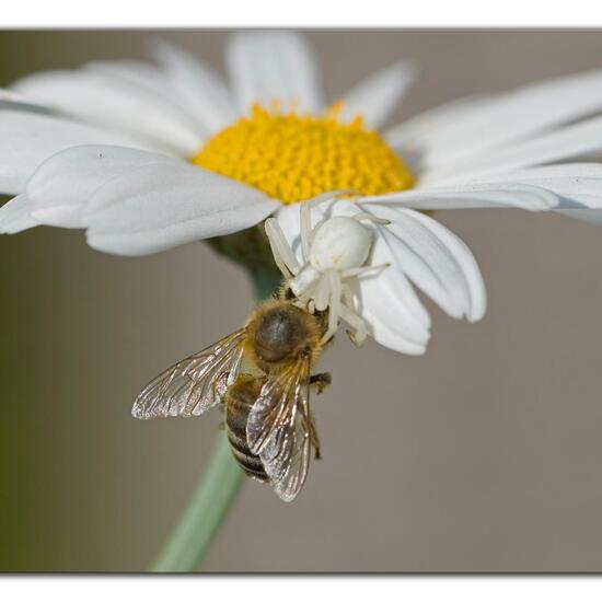 Veränderliche Krabbenspinne: Tier im Habitat Garten in der NatureSpots App