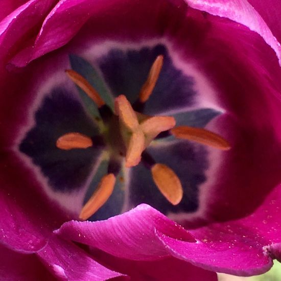 Tulpen: Pflanze im Habitat Garten in der NatureSpots App