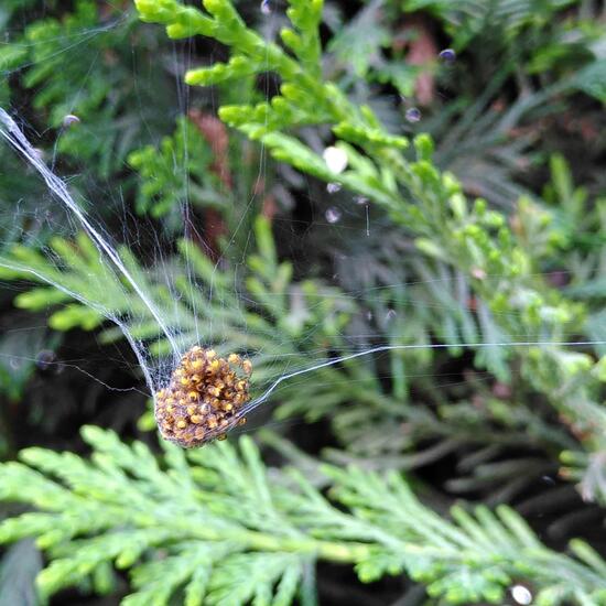 Gartenkreuzspinne: Tier im Habitat Hecke/Blumenbeet in der NatureSpots App