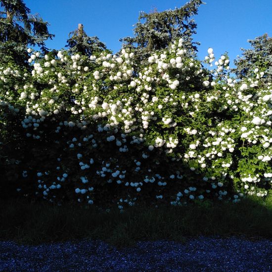 Gewöhnlicher Schneeball: Pflanze im Habitat Hecke/Blumenbeet in der NatureSpots App