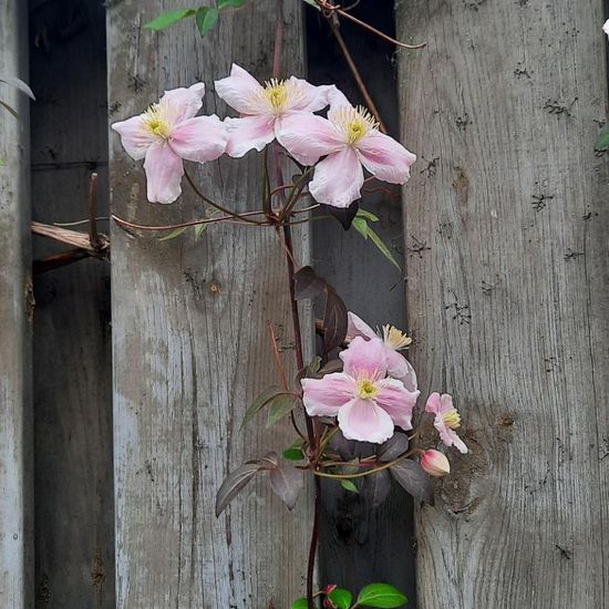 Clematis montana: Pflanze im Habitat Stadt und Garten in der NatureSpots App