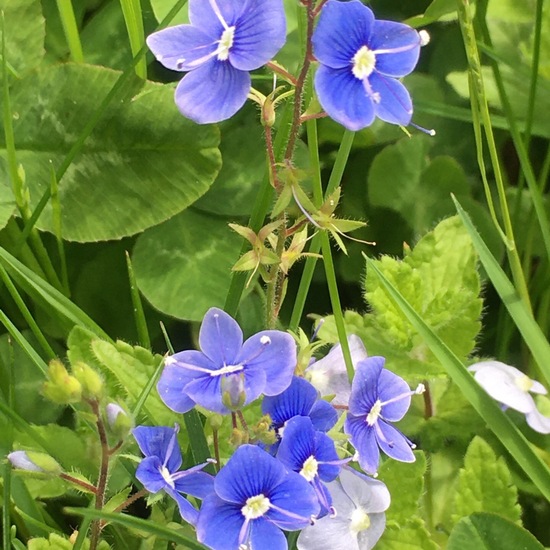 Gamander-Ehrenpreis: Pflanze im Habitat Garten in der NatureSpots App