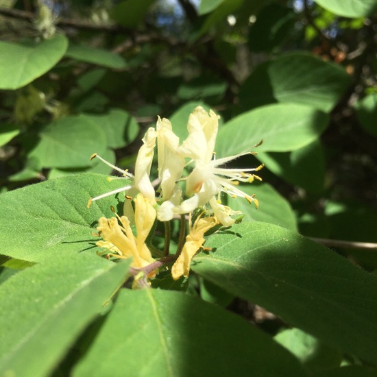 Lonicera xylosteum: Plant in habitat Temperate forest in the NatureSpots App