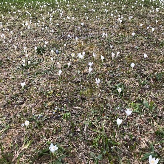 Frühlings-Krokus: Pflanze im Habitat Bergwiese in der NatureSpots App