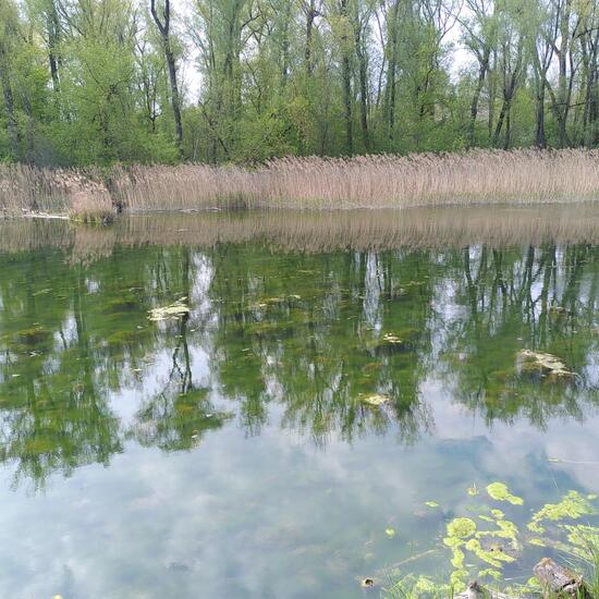 Landschaft: Süßwasser im Habitat Bach in der NatureSpots App