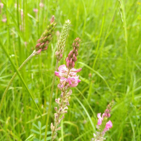 Saat-Esparsette: Pflanze im Habitat Naturnahe Wiese in der NatureSpots App