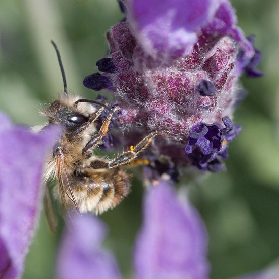 Eine unbekannte Art: Tier im Habitat Garten in der NatureSpots App