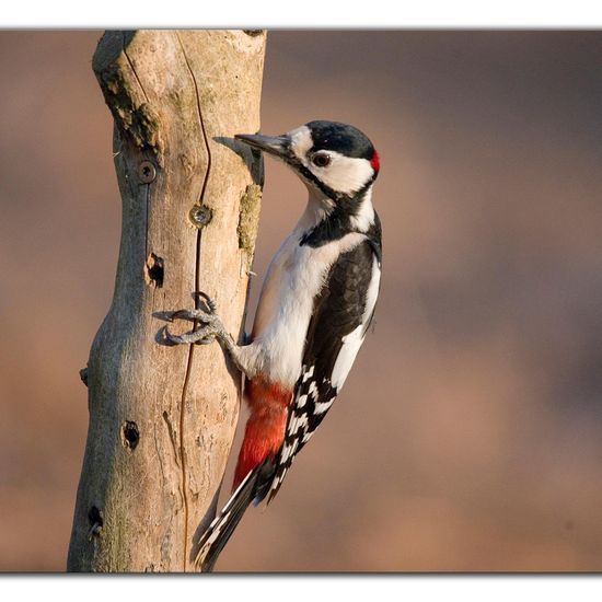 Great Spotted Woodpecker: Animal in habitat Backyard in the NatureSpots App