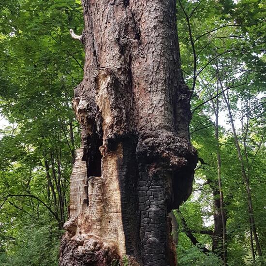 Landschaft: Stadt und Garten im Habitat Park in der NatureSpots App