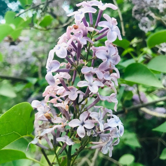 Unknown species: Plant in habitat Park in the NatureSpots App