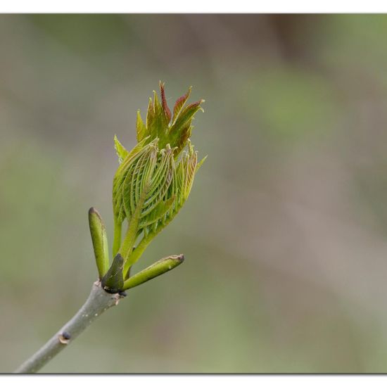 Acer pseudoplatanus: Plant in habitat Grassland in the NatureSpots App