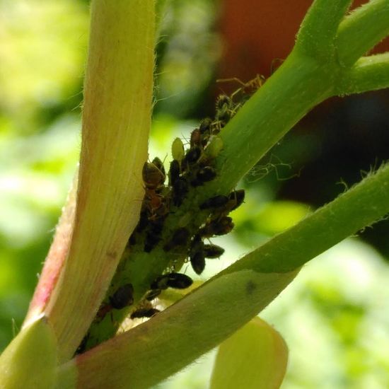 Aphid: Animal in habitat Garden in the NatureSpots App