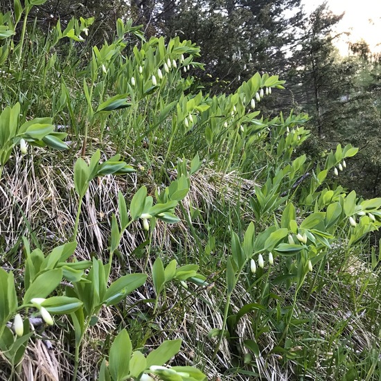 Polygonatum odoratum: Plant in habitat Rock areas in the NatureSpots App