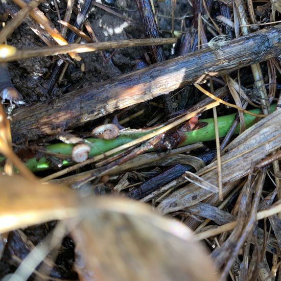 Hundertfüßer: Tier im Habitat Garten in der NatureSpots App