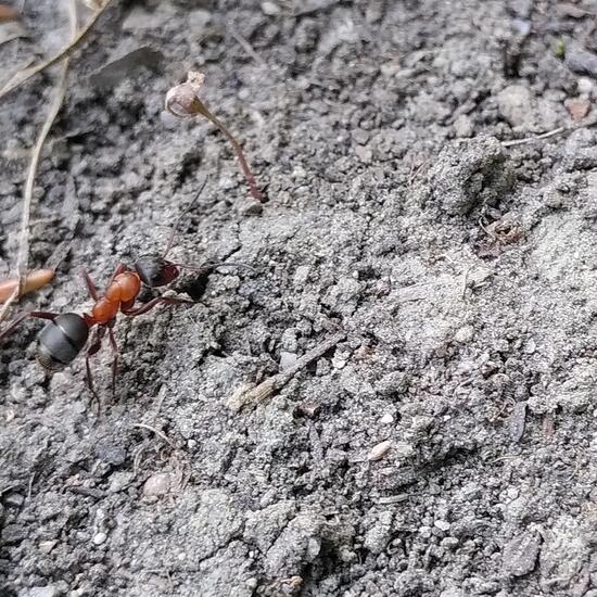 Formica glauca: Tier im Habitat Garten in der NatureSpots App