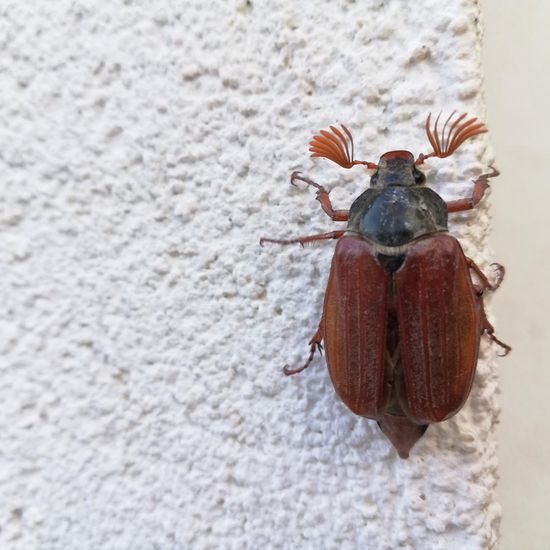 Maikäfer: Tier im Habitat Garten in der NatureSpots App