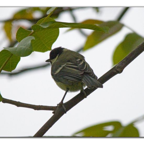 Kohlmeise: Tier in der Natur in der NatureSpots App