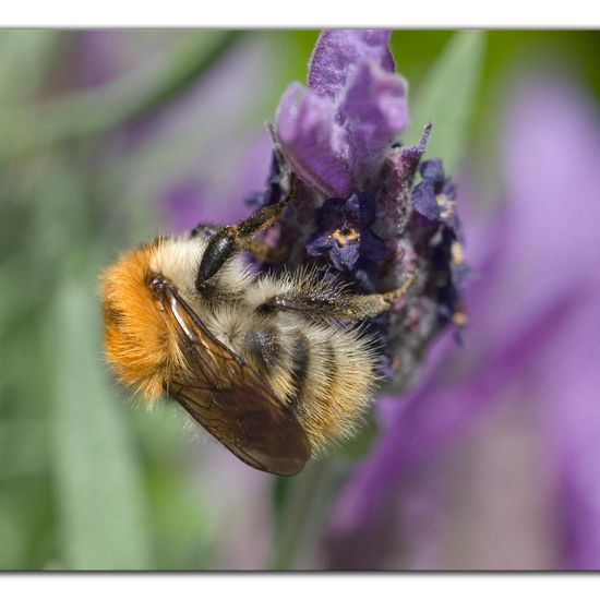 Bombus pascuorum: Animal in habitat Garden in the NatureSpots App