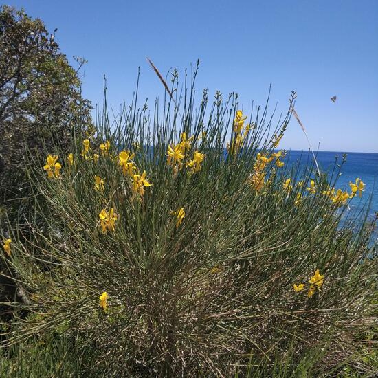 another species: Plant in habitat Rocky coast in the NatureSpots App