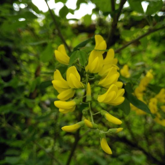 Gemeiner Goldregen: Pflanze im Habitat Garten in der NatureSpots App