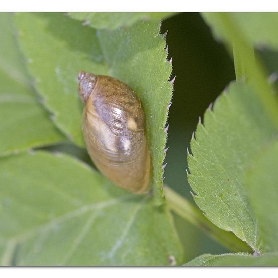 Gemeine Bernsteinschnecke: Tier im Habitat Industrie in der NatureSpots App