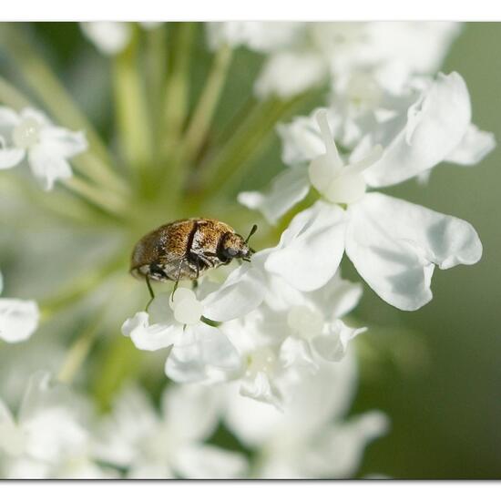 Wollkrautblütenkäfer: Tier im Habitat Garten in der NatureSpots App