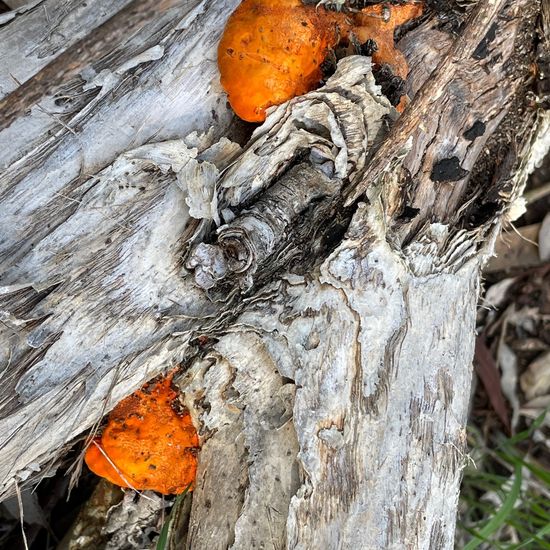 Caloplaca atroalba: Mushroom in nature in the NatureSpots App