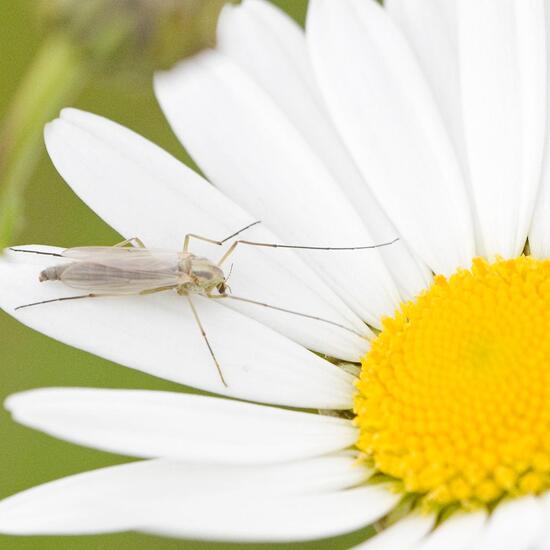 Chironomidae: Animal in habitat Buffer strip in the NatureSpots App
