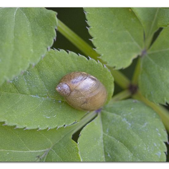 Gemeine Bernsteinschnecke: Tier im Habitat Industrie in der NatureSpots App