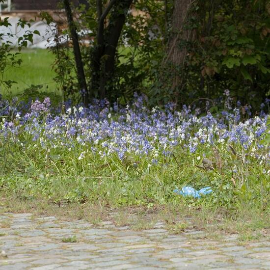 Atlantisches Hasenglöckchen: Pflanze im Habitat Garten in der NatureSpots App