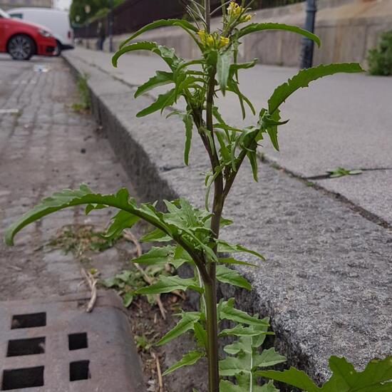 Eine unbekannte Art: Pflanze im Habitat Strasse/Verkehr in der NatureSpots App