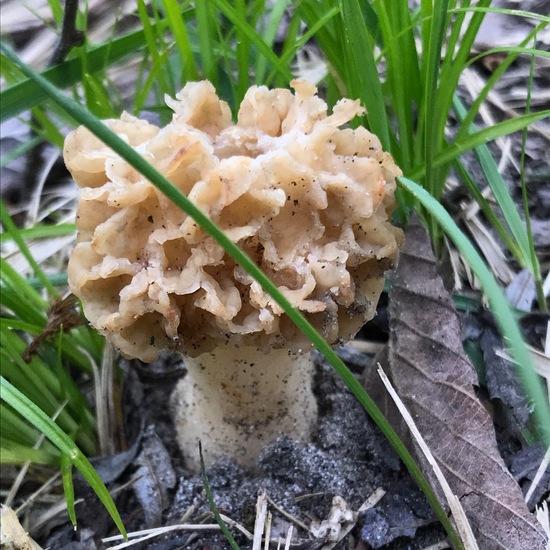 Common morel: Mushroom in habitat Riparian forest in the NatureSpots App