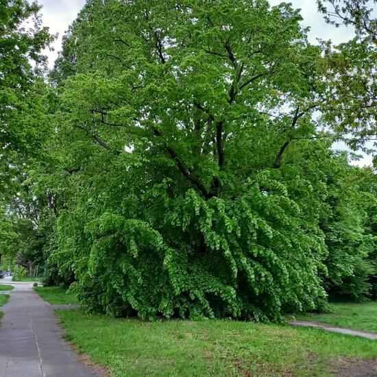 Eine unbekannte Art: Pflanze im Habitat Strasse/Verkehr in der NatureSpots App