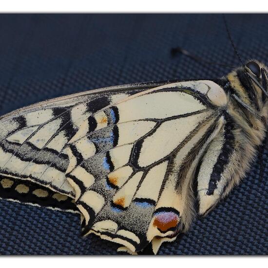 Papilio machaon: Animal in habitat Garden in the NatureSpots App