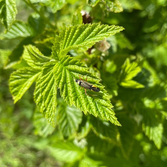 Eine unbekannte Art: Tier im Habitat Garten in der NatureSpots App