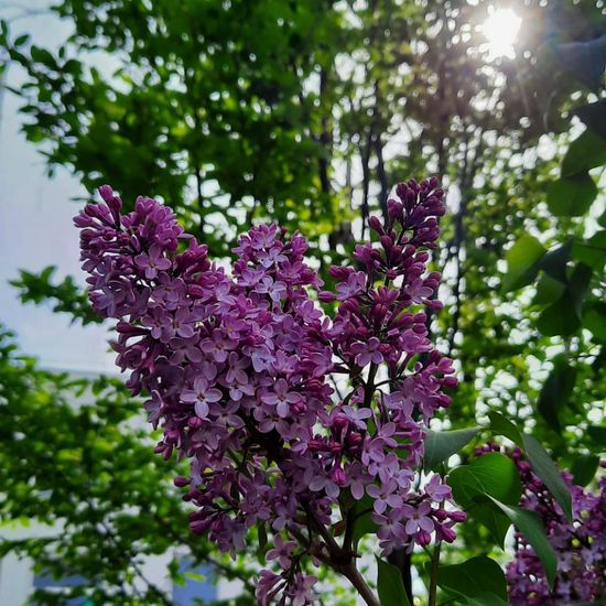 Syringa: Plant in nature in the NatureSpots App