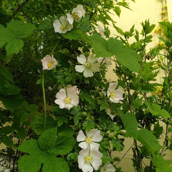 Rosa canina: Plant in habitat Garden in the NatureSpots App