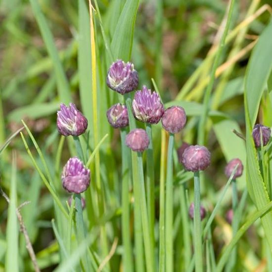 Schnittlauch: Pflanze im Habitat Ackerrandstreifen in der NatureSpots App