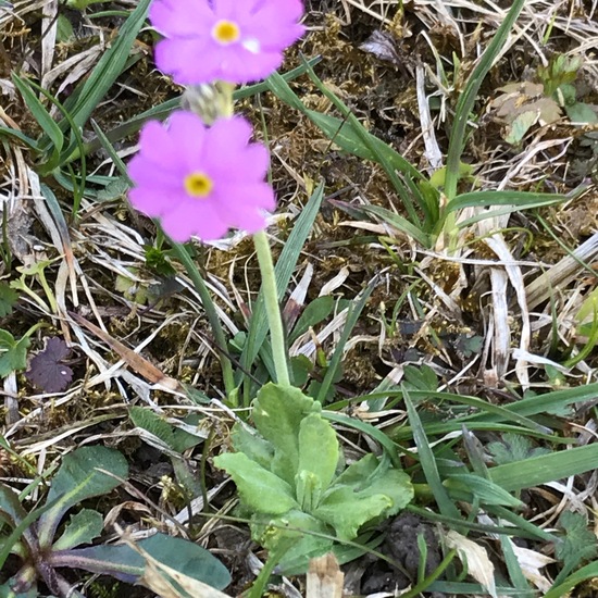 Primula farinosa: Plant in habitat Agricultural meadow in the NatureSpots App