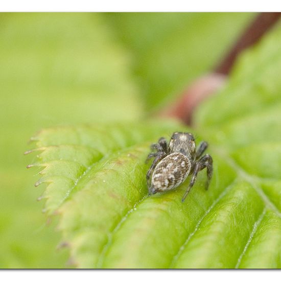 Macaroeris nidicolens: Tier im Habitat Garten in der NatureSpots App