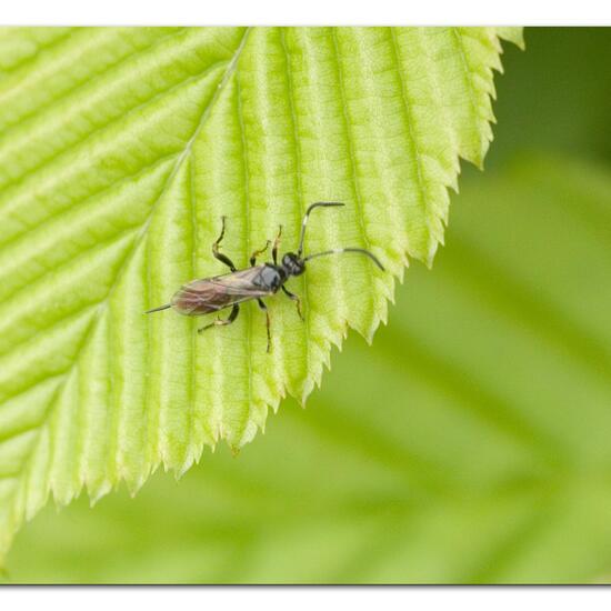 Crypteffigies lanius: Tier im Habitat Garten in der NatureSpots App