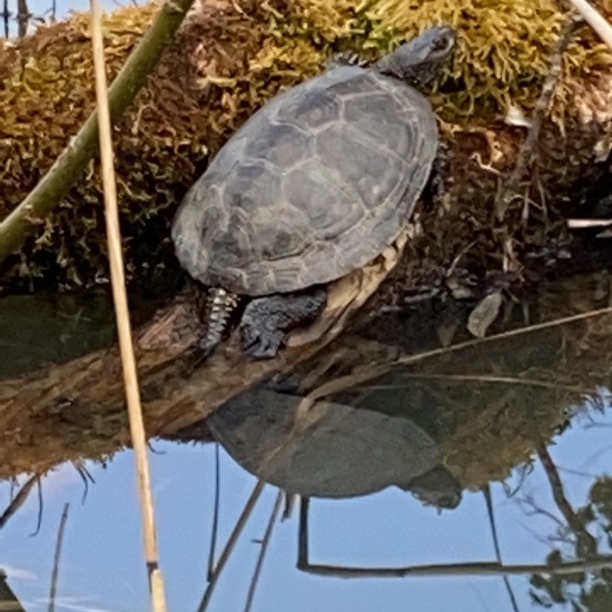 Europäische Sumpfschildkröte: Tier im Habitat Teich in der NatureSpots App