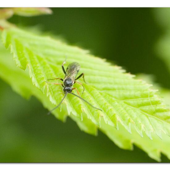 Schlupfwespen: Tier im Habitat Garten in der NatureSpots App