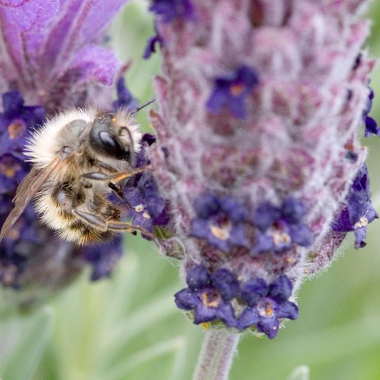 Eine unbekannte Art: Tier im Habitat Innenstadt in der NatureSpots App