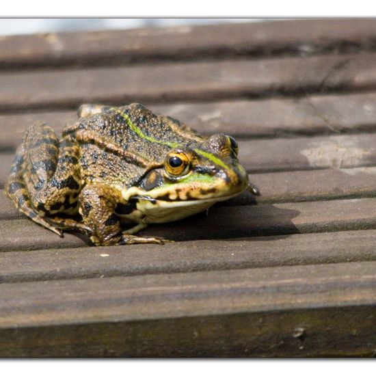 Seefrosch: Tier im Habitat Garten in der NatureSpots App